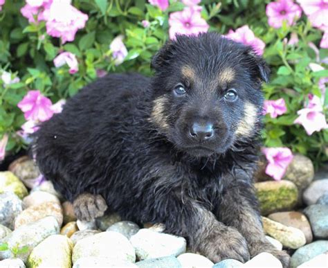 When our puppies are 6 weeks old, they are taken to a licensed veterinarian for a full check up and first vaccines with worming. Meet Jake - male AKC German Shepherd pup for sale near ...