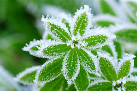 Auch geschicktes kombinieren verschiedener blühzeiten und wuchshöhen macht ihre staudenbeete das ganze jahr über zum erlebnis. Winterharte Pflanzen - diese Pflanzen überleben die kalte ...