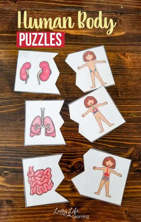 Human Body Puzzles Homeschool Printables For Free