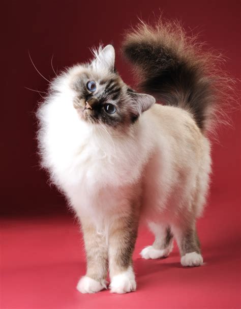 Cats With Ear Tufts And Cat Ear Furnishings
