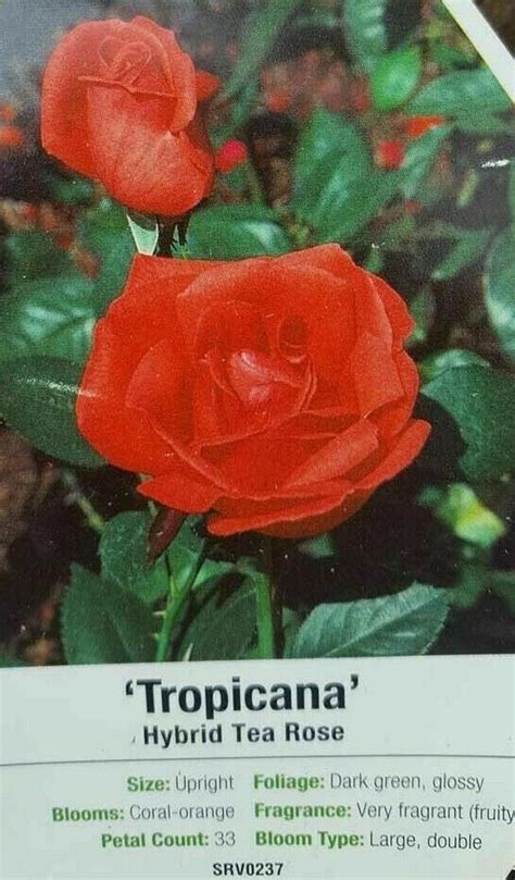 Tropicana Hybrid Tea Rose 5 Gal Orange Bush Plants Shrub Plant Fine