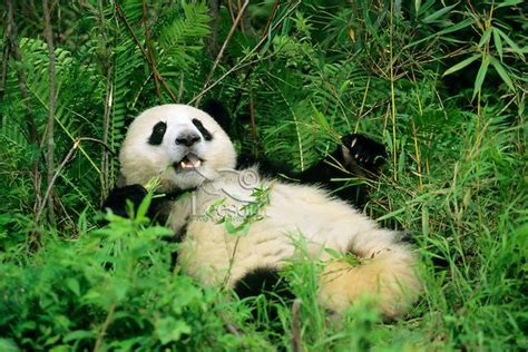 Panda Bear Panda Habitat Some Beautiful Pictures Bamboo Forest Giant