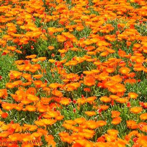 Il viburno lantana però è una pianta completamente differente dalla lantana, a parte l'infiorescenza, costituita anche in questo. Lampranthus - Apulia Plants