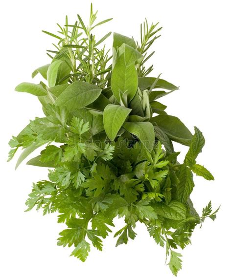 Aromatic Herbs Aromatic Fresh Herbs Isolated On White Background
