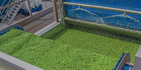 Greenyard fresh italy propone una vasta scelta di prodotti ortofrutticoli freschi provenienti da filiera controllata, di origine italiana ed estera, desinati alla clientela della gdo. Sustainability - greenyard.group