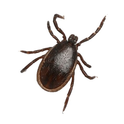 We would like to show you a description here but the site won't allow us. Ticks — Middlesex-London Health Unit