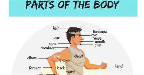 Human Body Parts Names In English With Pictures 7esl