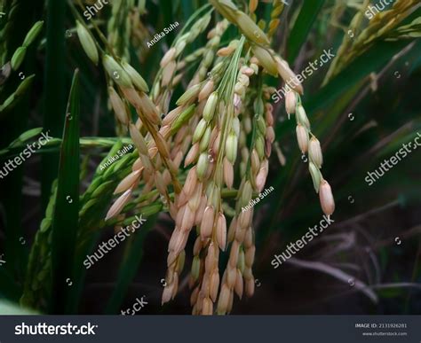 Closeup Yellowing Rice Plants Rice Fields Stock Photo 2131926281