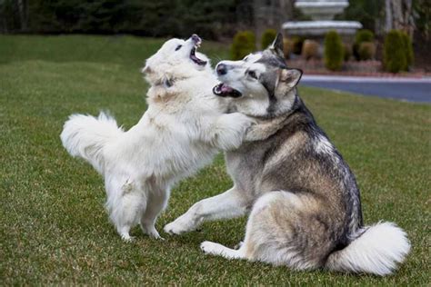 Are Alaskan Malamutes Good With Small Dogs Detailed All About My
