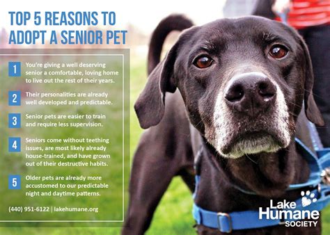 **the aspca is committed to prioritizing the health and safety of the community, the animals in our care and our staff, and we are adopting a pet in the new york city or los angeles area? Lake Humane Society: Reasons to Adopt a Senior Pet
