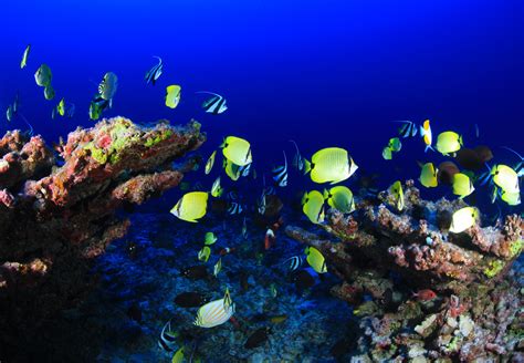 Fotos Gratis Mar Naturaleza Oceano Fauna Silvestre Submarino