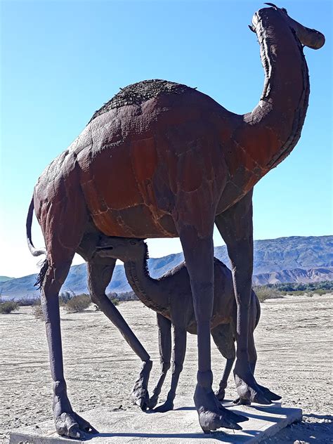 Two camels: Galleta Meadows Sky Art, Borrego Springs, California