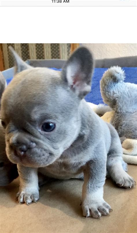 My griffon puppies live in the usa, canada, argentina and many european countries. Brussels Griffon Puppies For Sale | Hayward, CA #308467