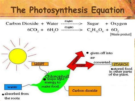Products Of Photosynthesis
