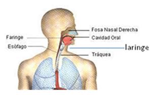Es un conducto musculo membranoso que se extiende verticalmente desde la es el canal comn que base del crneo hasta existe entre la boca, la la 6 vrtebra cervical nariz y la laringe. Infogen | Hendidura laringea