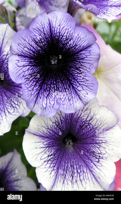 Petunia Frenzy Blue Hi Res Stock Photography And Images Alamy