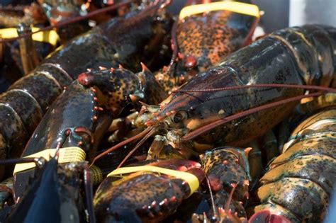 Travel Bloggers Weigh In: Where to Find the Best Lobster in Portland
