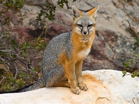 Gray Fox Rabies Activity Quadrupled In Some Arizona Counties Abc15