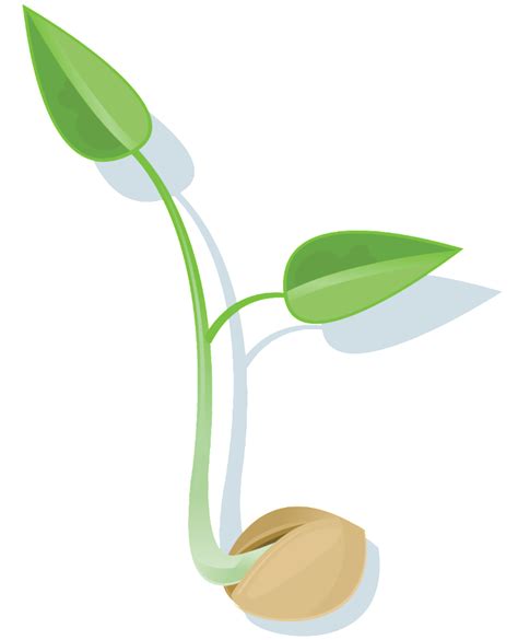 Seed Png File Png All Png All