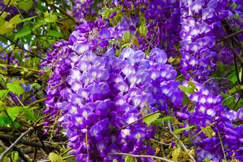 Save with 9 wisteria offers. Wisteria Flower Meaning - Flower Meaning