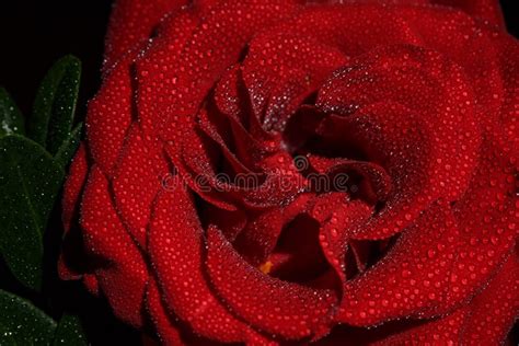 Beautiful Red Romantic Rose With Dew Drops On Black Background Stock