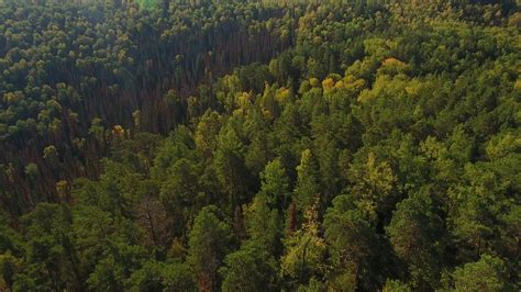 Russian Forest Woods Wild Nature Beautiful Colorful