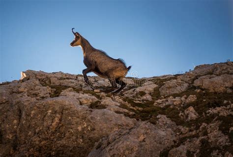 Mountain Goat Posing At The Sunset In The Julian Alps Stock Image