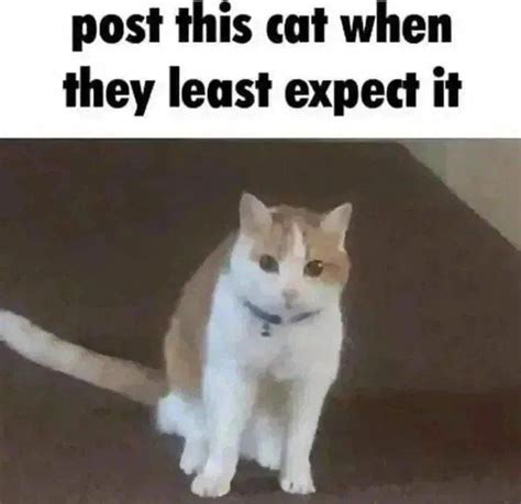 Post This Cat When They Least Expect It 9gag