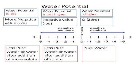 Concept Of Water Potential ~ Dhirajs Blog