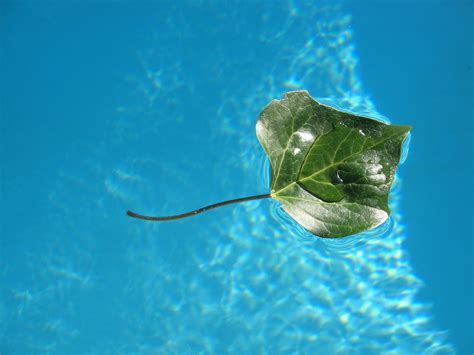 Floating Leaves Hoodoo Wallpaper