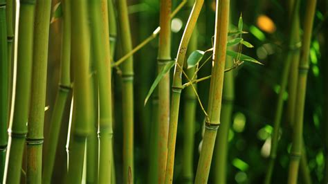 Nature Bamboo Wallpapers Hd Desktop And Mobile Backgrounds