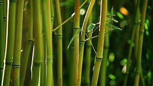 Nature, Bamboo, Wallpapers, Hd, Desktop, And, Mobile, Backgrounds