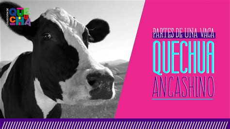 Las Principales Partes De Una Vaca En Quechua Ancashino Youtube
