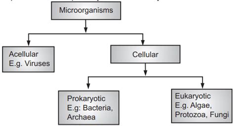 Classification Of Microorganisms Pharmacy Scope