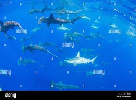Schooling Female Scalloped Hammerhead Sharks Sphyrna Lewini Off
