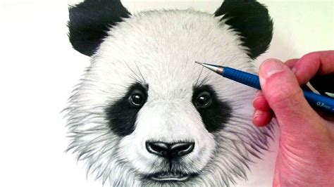 Pencil Panda Drawing Realistic Art Scalawag