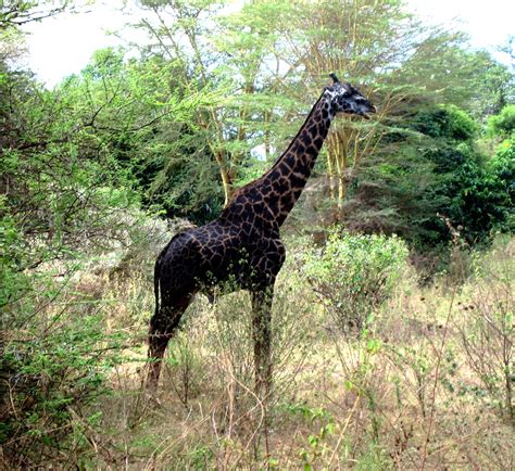 A Masai Giraffe With Unusually Dark Coloring Unusual Animals Rare