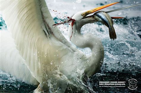 Sea Shepherd Predatory Fishing Ad Ruby