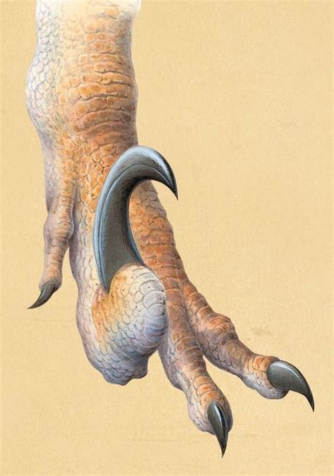Deinonychus Sickle Toe Claw Prehistoric Animals Prehistoric
