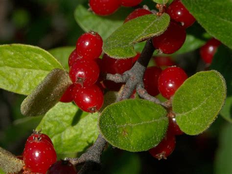 Soapberries Indian Ice Cream Alaskan Food Edible Plants