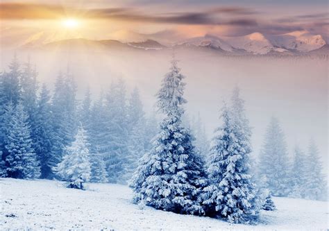 Sunshine With Tree Snowfall Winter Picture Landscape Wallpaper