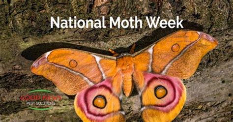 National Moth Week Pest Control In Venice Fl Good News Pest Solutions