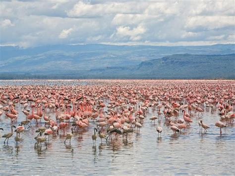 Filming At Lake Nakuru Filmapia Real Sites Reel Sites