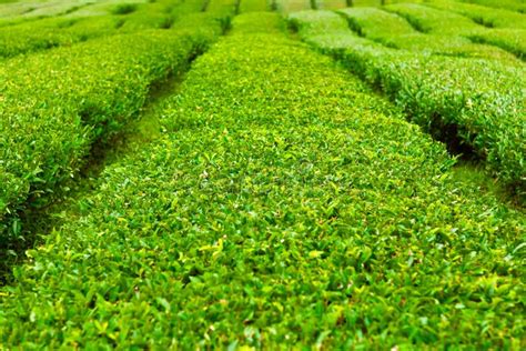 Tea Plantation At Jeju Island South Korea Stock Image Image Of