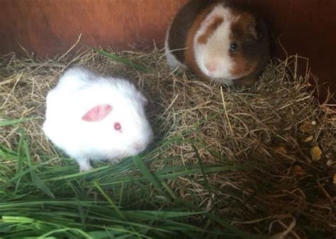 Rehoming Boar Guinea Pigs Meet The Cavies