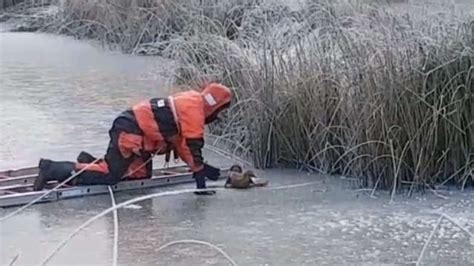 Video Feuerwehrmann Rettet Ente Aus Misslicher Lage In Hessisch Lichtenau