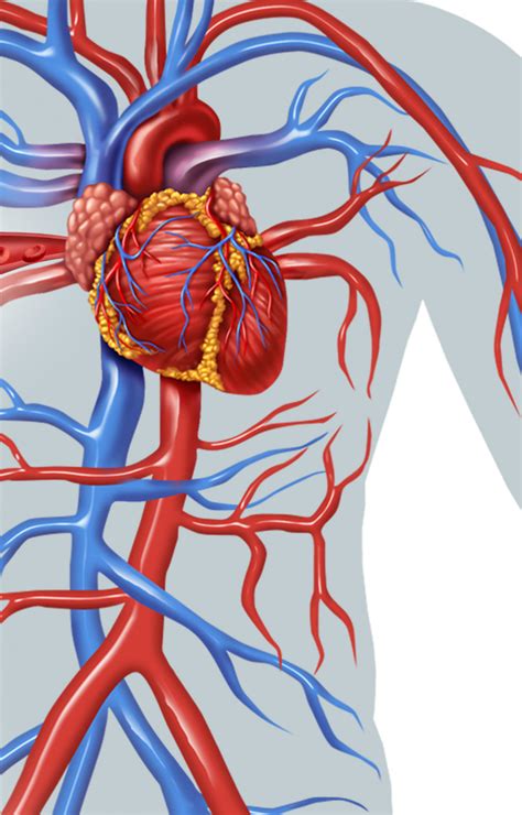 Human Anatomy Veins And Arteries
