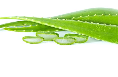 Aloe Vera With Water Drops Stock Photo Image Of Nutrient 23802046