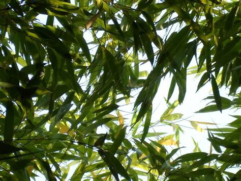 Plant Bamboo Foliage Green Free Stock Photo Public Domain Pictures