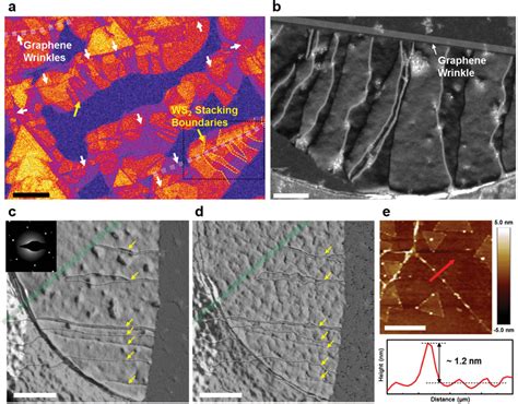 Morphological Defects In Graphene Act As Vertical Barriers To The